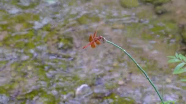 美丽的蜻蜓栖息在花朵上 背后有一条河 — 图库视频影像