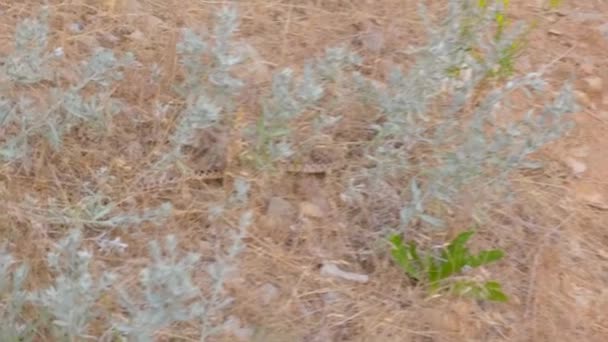 Great Basin Gopher Ular Bergerak Melalui Kuas Dan Tepi Jalan — Stok Video