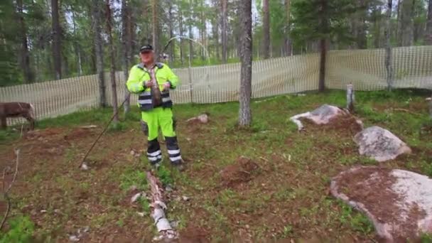 Giri Sami Cattura Orecchio Mark Giovane Renna Nella Foresta Durante — Video Stock