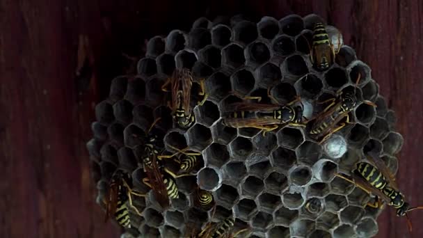 Makro uzavírá úl vosy pod střechou domu. Vosy chrání a budují úl..