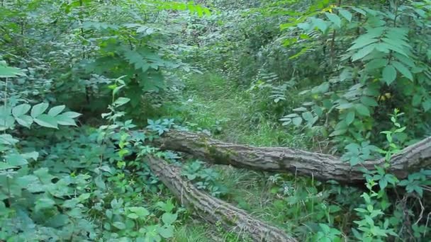 Een Pad Het Bos Geblokkeerd Door Twee Boomstammen — Stockvideo