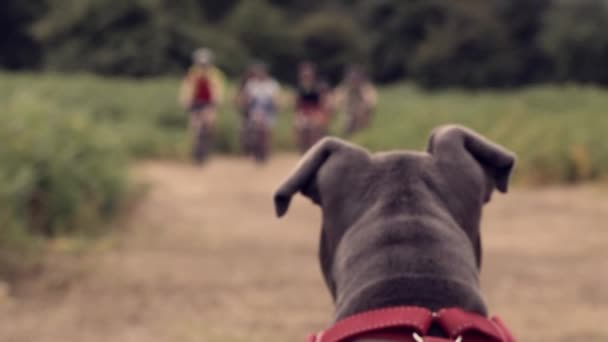 Curioso Pimienta Stafforshire Bull Terrier Viendo Los Ciclistas Acercarse — Vídeos de Stock