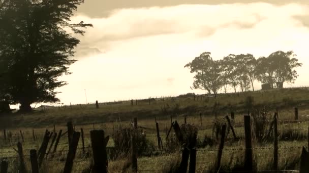 Beleza Rural Novos Zelandes Amanhecer — Vídeo de Stock