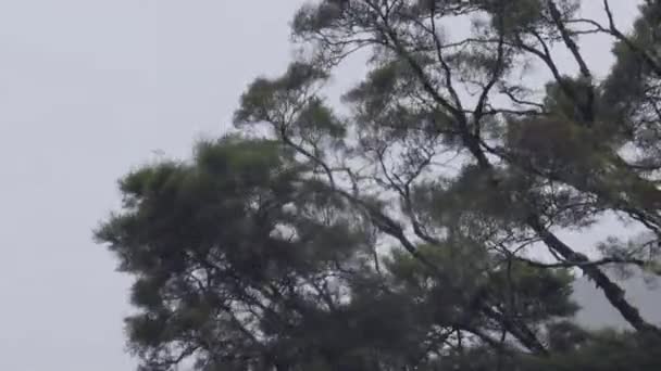 Lluvia Fuerte Viento Soplando Estos Árboles Disparo Nueva Zelanda — Vídeos de Stock