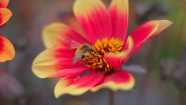 Videó egy méhről, amint repül egy virágon és nektárt kap.
