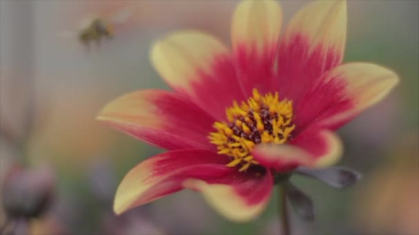 Видео Цветка Пчелами Шмелями Заднем Плане — стоковое видео
