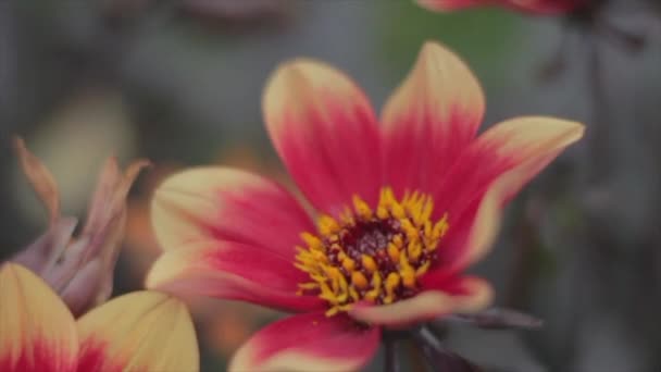 Slomo Vidéo Une Abeille Vole Sur Une Fleur Obtient Nectar — Video