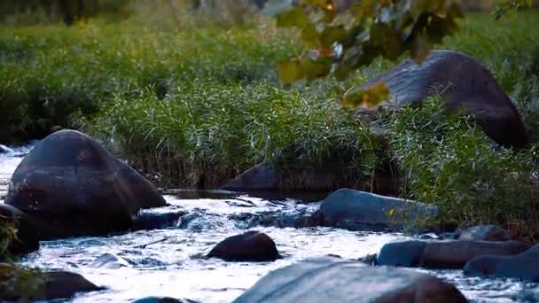 Arroyo Rocas Con Agua Que Fluye Suavemente — Vídeos de Stock