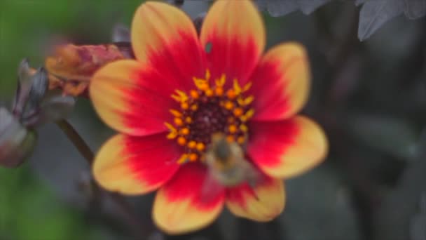 Vidéo Bourdon Vole Sur Une Fleur Obtient Nectar — Video
