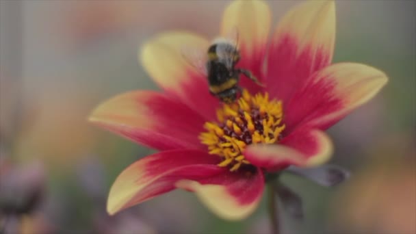 Slomo Vidéo Bourdon Vole Sur Une Fleur Obtient Nectar — Video