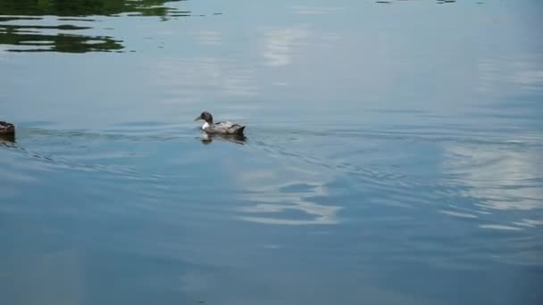 湖で泳ぐアヒルのスローモーションショット — ストック動画