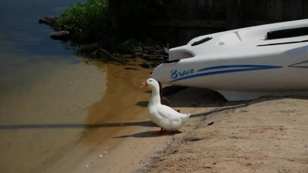 Zeitlupenaufnahme Von Enten See Hintergrund Ein Gestrandetes Segelboot — Stockvideo