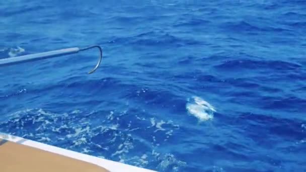 Mann Wartet Mit Gafferhaken Auf Gelbflossenthunfisch — Stockvideo