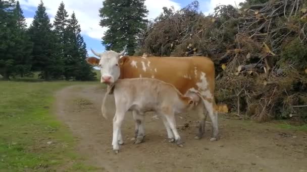 Bebê Vaca Bebendo Leite Mãe Está Acontecendo Montanhas Eslovenas — Vídeo de Stock