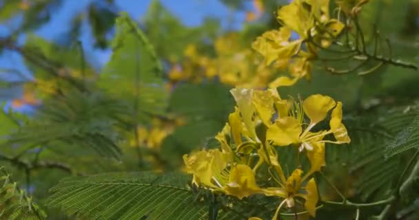 Flor Del Árbol Ubicación Tropical — Vídeos de Stock