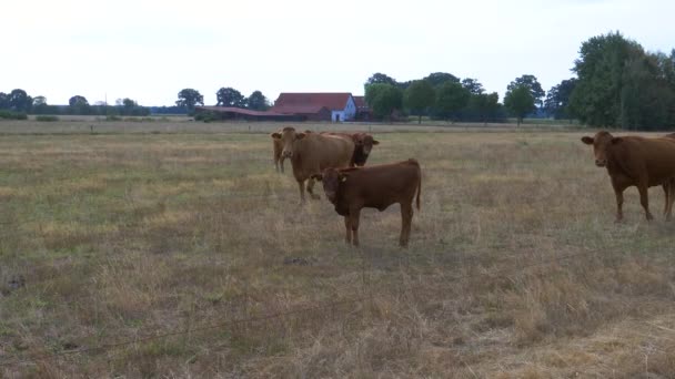 牧草地にある6頭のドイツの赤牛 — ストック動画