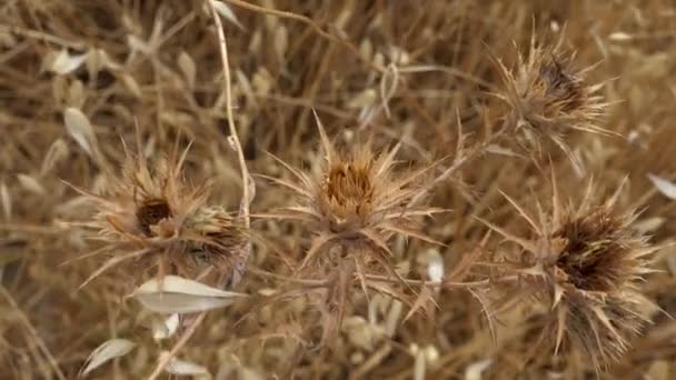 Ξηρά Κίτρινα Καλοκαιρινά Λουλούδια Κοντά — Αρχείο Βίντεο