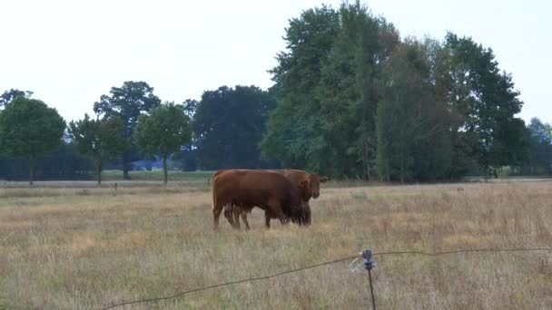 牧草地にあるドイツの赤牛2頭 — ストック動画