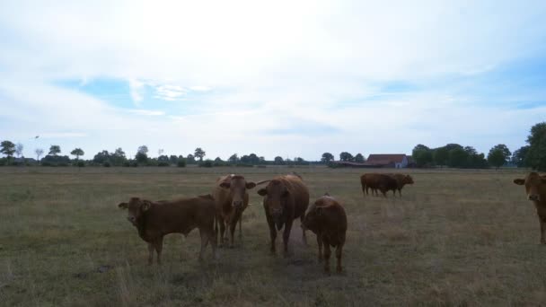 Bovins Rouges Allemands Dans Pâturage — Video