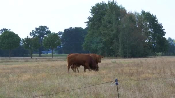 Bovins Rouges Allemands Dans Pâturage — Video