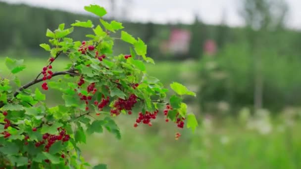 Roodbessen Waaien Wind Een Bewolkte Zomerdag — Stockvideo