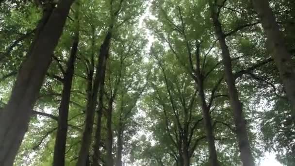 Camera Tilting Tree Lined Avenue Chapel Roskilde Denmark — Stock Video