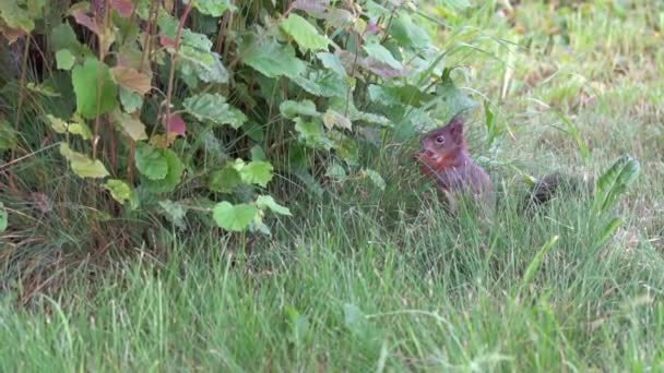 Ardilla Comiendo Nueces Bosque Cámara Lenta — Vídeos de Stock