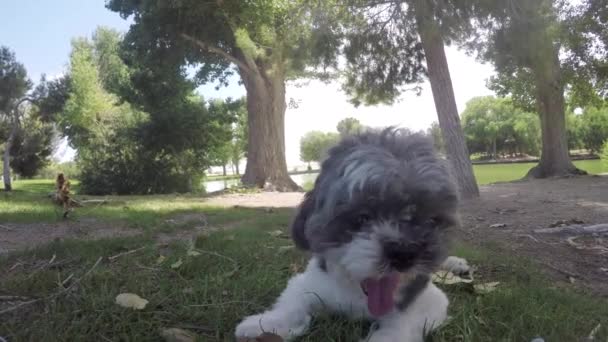 Pies Leżący Trawie — Wideo stockowe