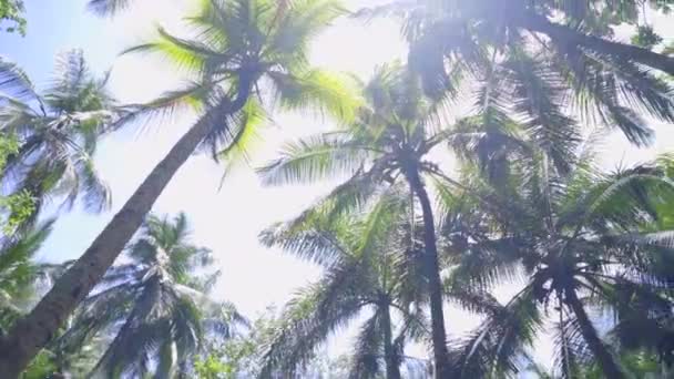 Palmiers Paradis Avec Reflet Soleil République Dominicaine — Video