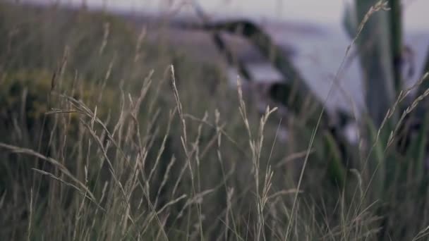 Humor Relaxado Grama Nas Falésias Observando Pôr Sol Oceano Movimento — Vídeo de Stock