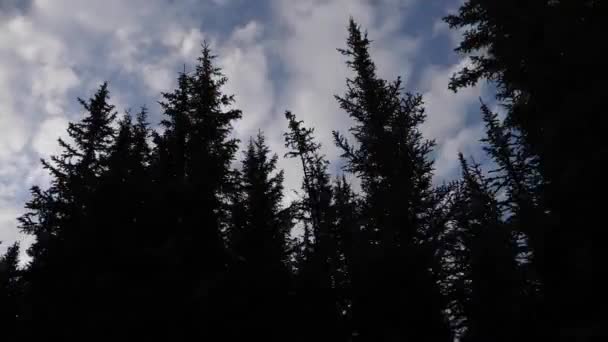 Slow Motion Tree Silhouettes Красивом Синем Фоне Снятом Углом — стоковое видео