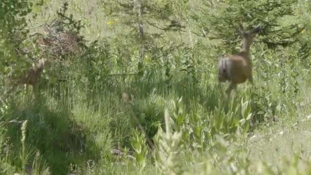 Matka Jeleń Płoci Dziecko Spaceruje Lesie — Wideo stockowe