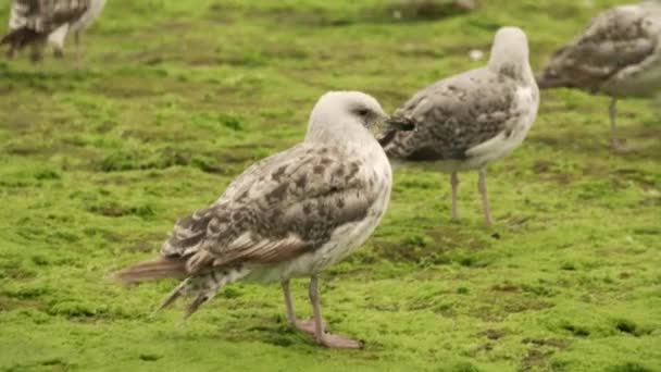 Mouette Sur Des Pierres Vertes Pleines Chlorelle — Video