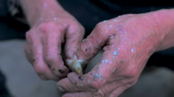 Gubbens Hand Håller Att Bort Fisk Fisken Mycket Liten Men — Stockvideo