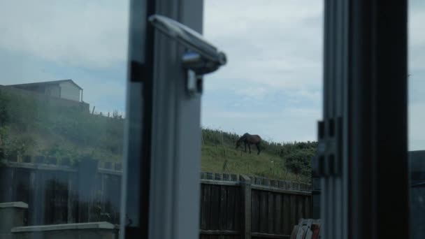 Pferd Entspannt Sich Auf Einem Feld — Stockvideo