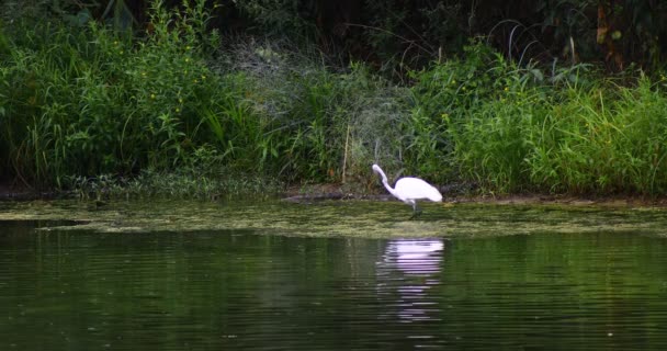 Este Video Una Gran Garza Ardea Alba Río Guadalupe Texas — Vídeos de Stock