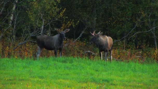 緑の牧草地の端にカメラを見て2人の若い雄牛のムーススタンド 背景の木は紅葉の始まりを示す — ストック動画