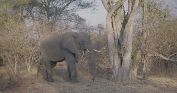 Lone Elephant Leaves Tree — Stock Video