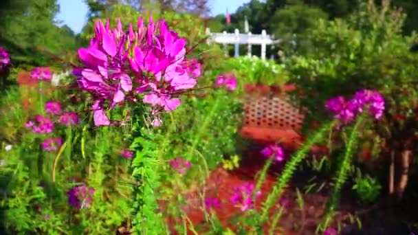 Kronkelend Rond Cleome Een Erfstuk Bloem Variëteit — Stockvideo