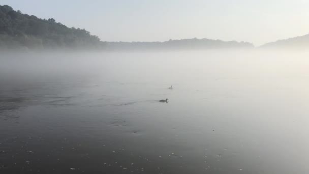 Patos Nadando Torno Lago Com Nevoeiro Subindo Dele — Vídeo de Stock