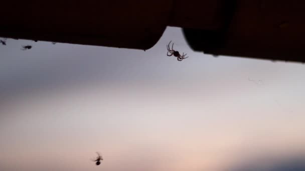 Pavouk Vyskočí Pavučiny Pomalu Vyleze Nahoru — Stock video