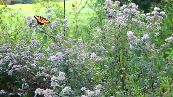 Tigre Amarillo Tragar Mariposa Sorbiendo Néctar Flores Menta Caballo Una — Vídeo de stock