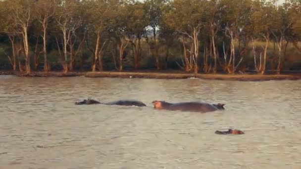 Enkele Nijlpaarden Gevonden Zuid Afrika Juni 2018 Rivier Santa Lucia — Stockvideo