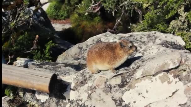 Dassie Veya Rock Hyrax Cape Town Daki Masa Dağlarında Bulundu — Stok video