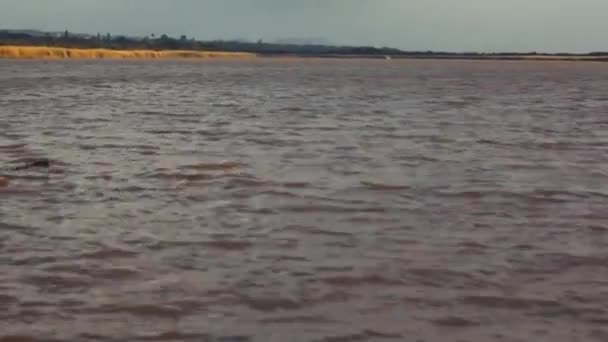 Quelques Hippopotames Trouvés Afrique Sud Juin 2018 Dans Rivière Santa — Video