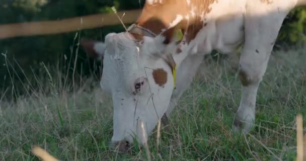 Koeien Die Gras Eten Close — Stockvideo