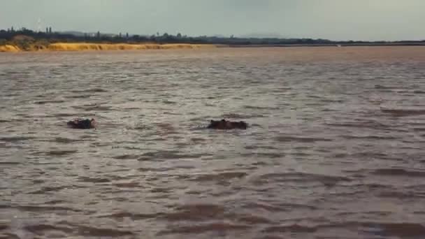 Algunos Hipopótamos Encontrados Sudáfrica Junio 2018 Río Santa Lucía — Vídeos de Stock