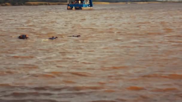 Quelques Hippopotames Trouvés Afrique Sud Juin 2018 Dans Rivière Santa — Video