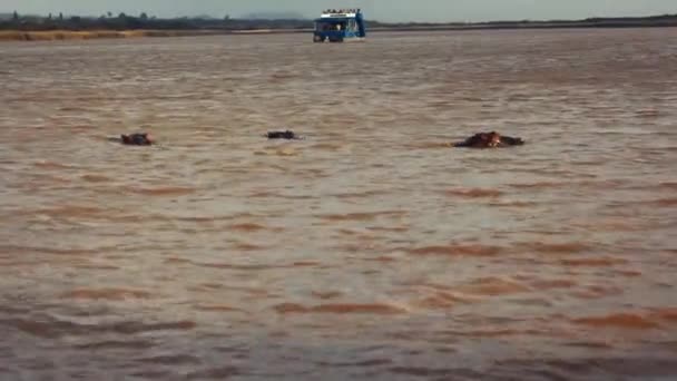 Einige Flusspferde Südafrika Juni 2018 Fluss Santa Lucia Gefunden — Stockvideo