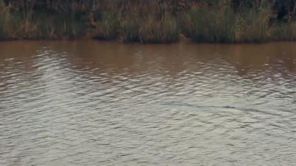 いくつかのカバは 2018年6月にサンタルシア川で南アフリカで発見されました — ストック動画